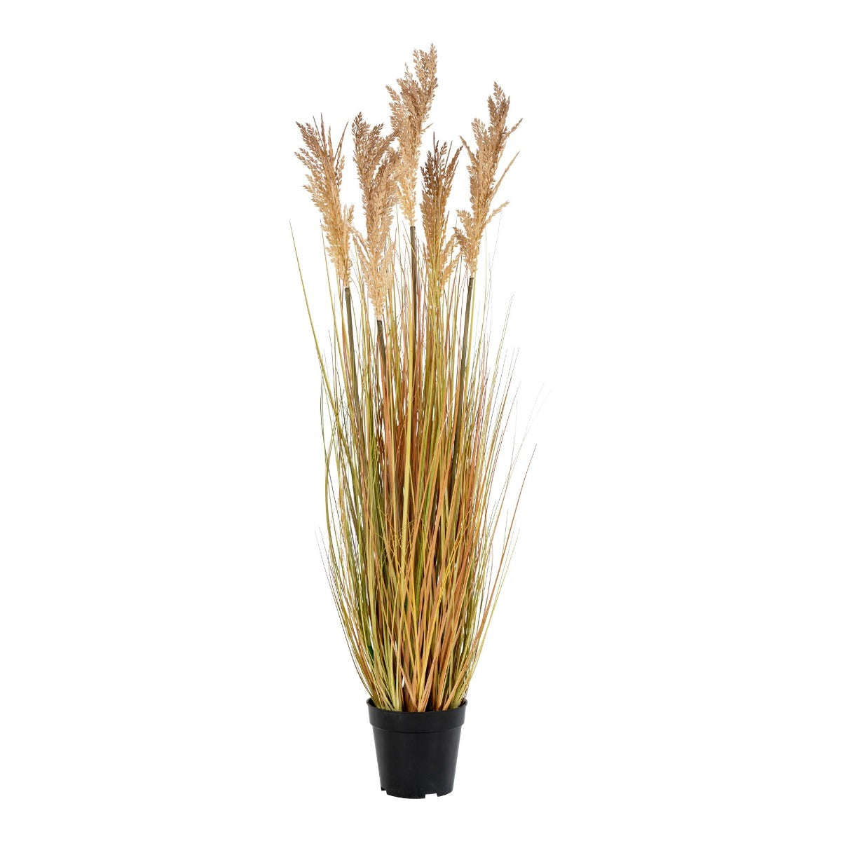 Kunsttaim Sorghum rohi