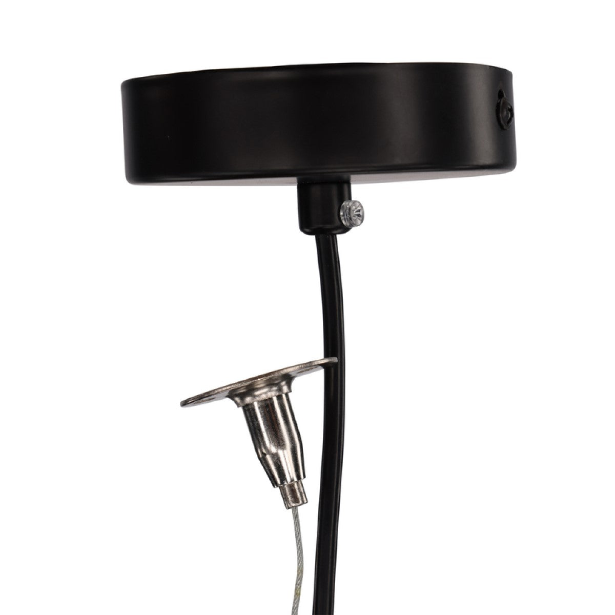 Rippvalgusti Lycorna